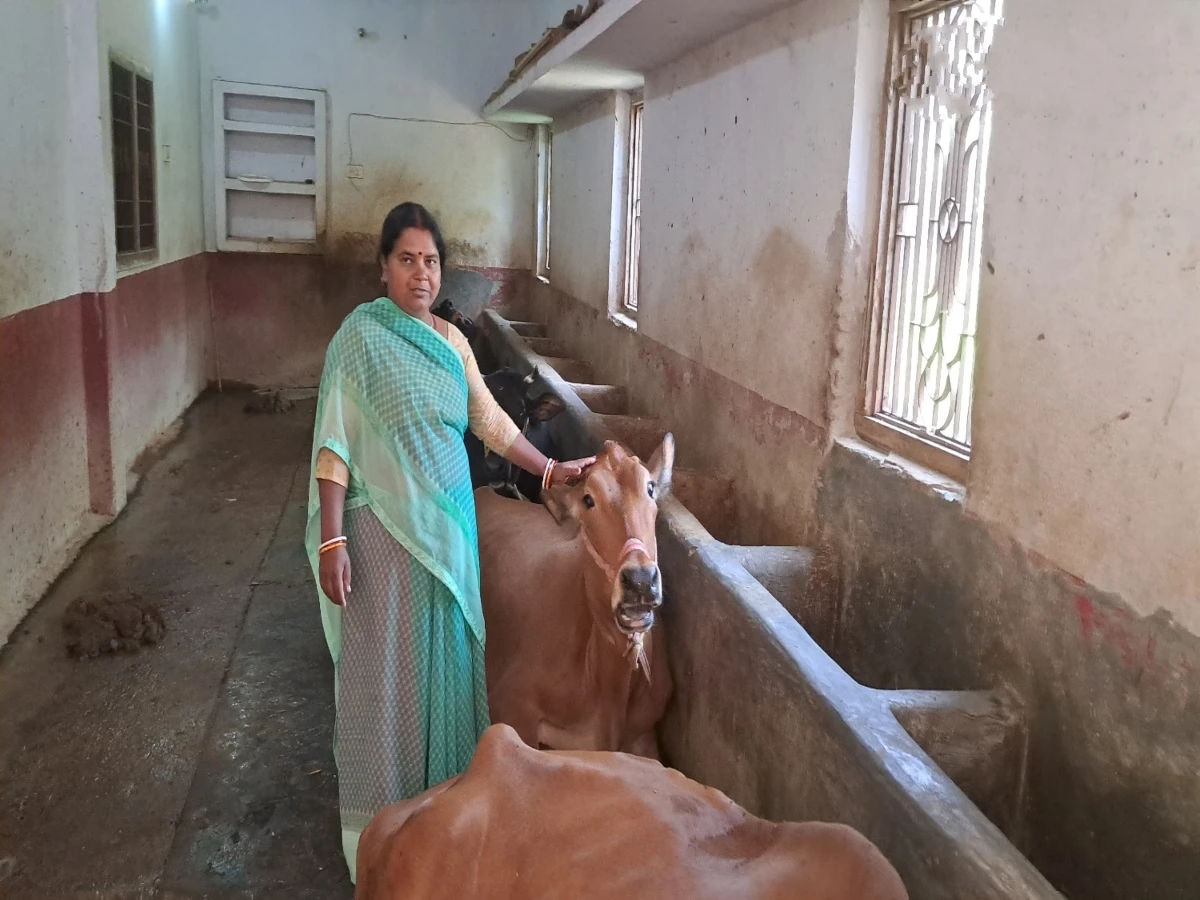 Success-story-woman-started-cow-farming-by-taking-loan-she-also-runs-a-cooperative-society